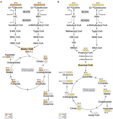 Functional Metabolic Mapping Reveals Highly Active Branched-Chain Amino Acid Metabolism in Human Astrocytes, Which Is Impaired in iPSC-Derived Astrocytes in Alzheimer's Disease